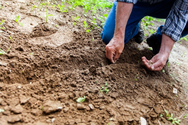 Gardening Benefits that are sure to make it your hobby